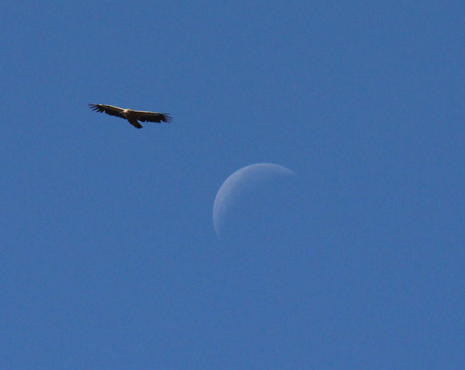 lune vautour.jpg