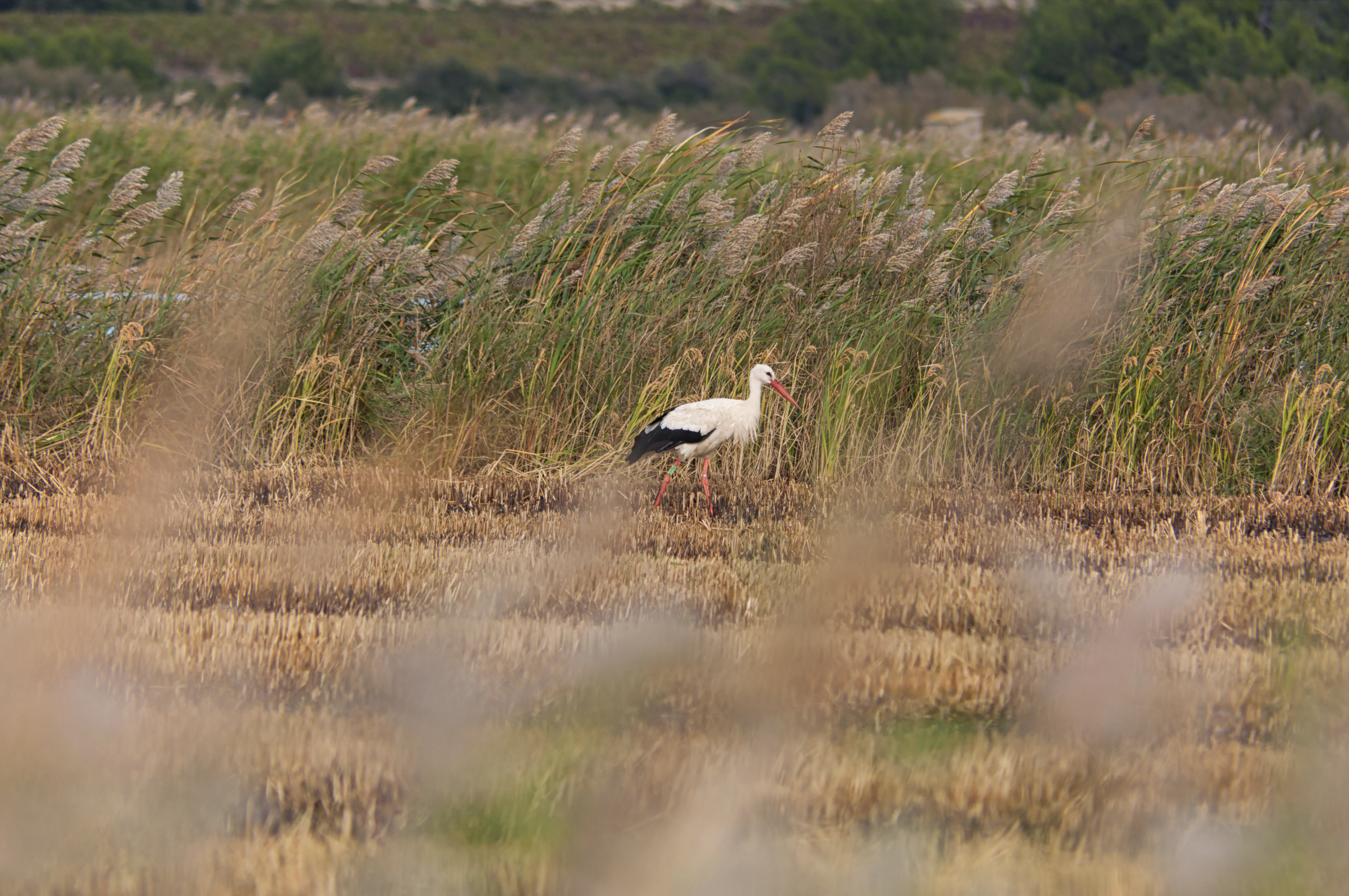 cigogne2.jpg