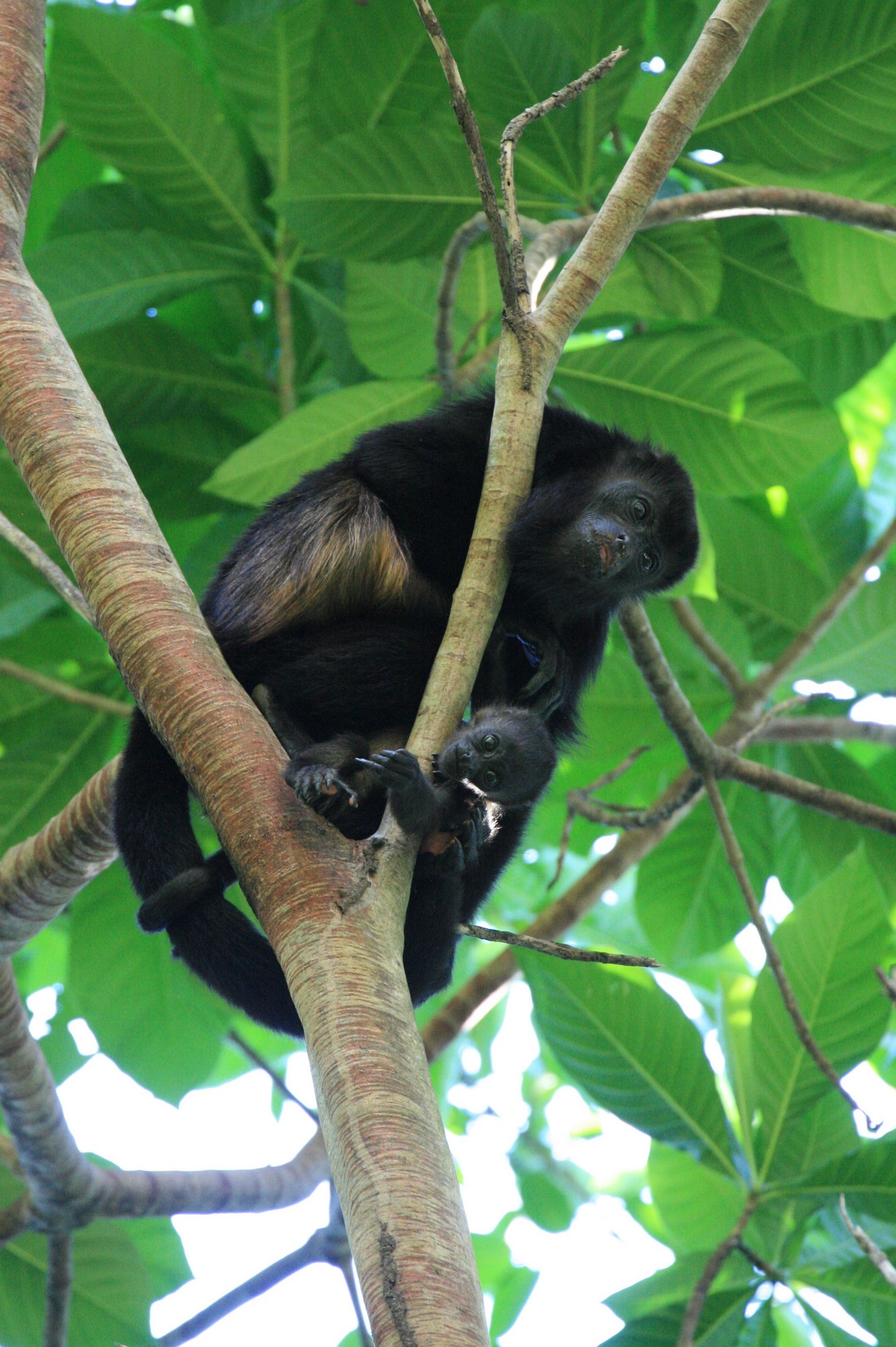 Singes hurleurs