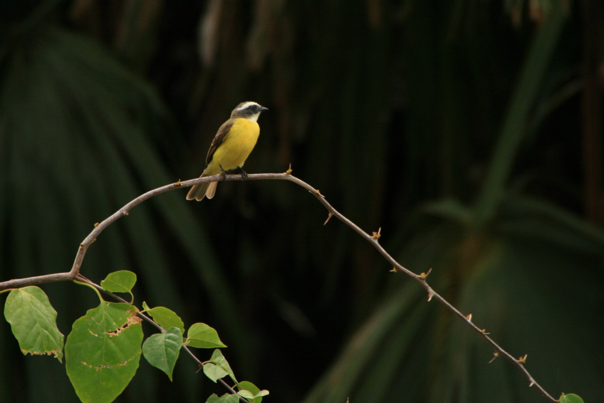 Oiseau jaune