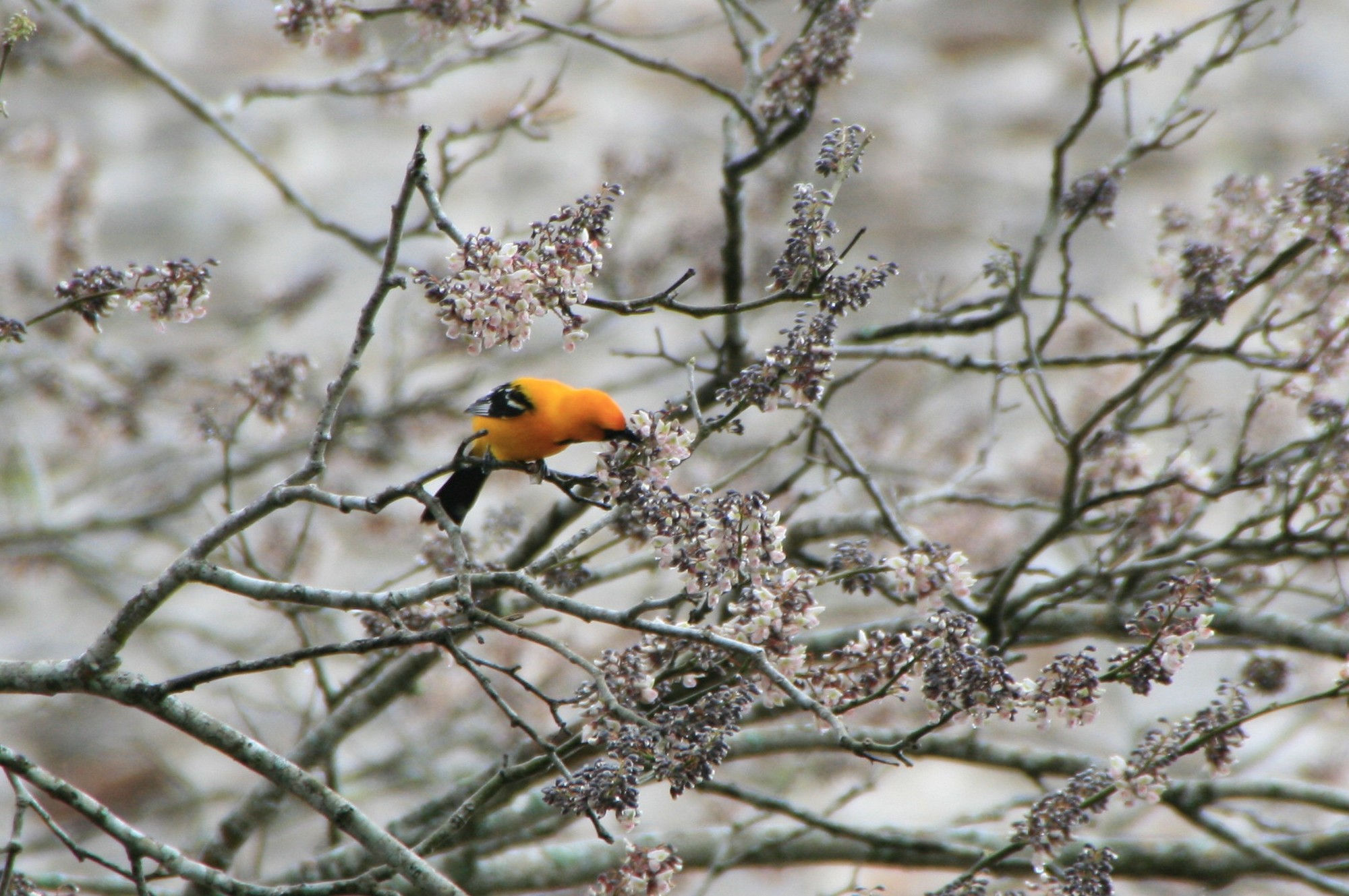 Oiseau orangé