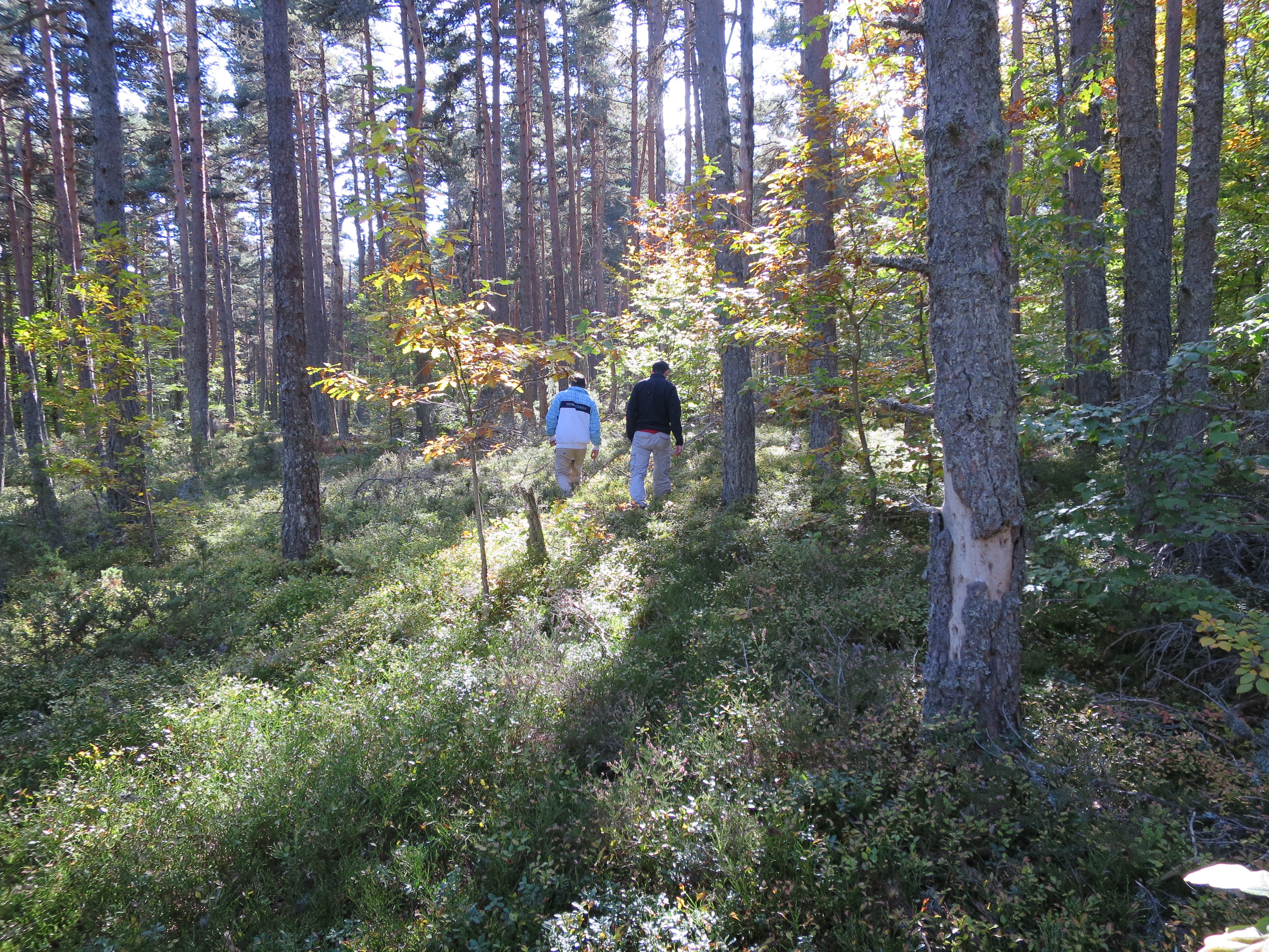 Nous irons dans les bois pendant que...
